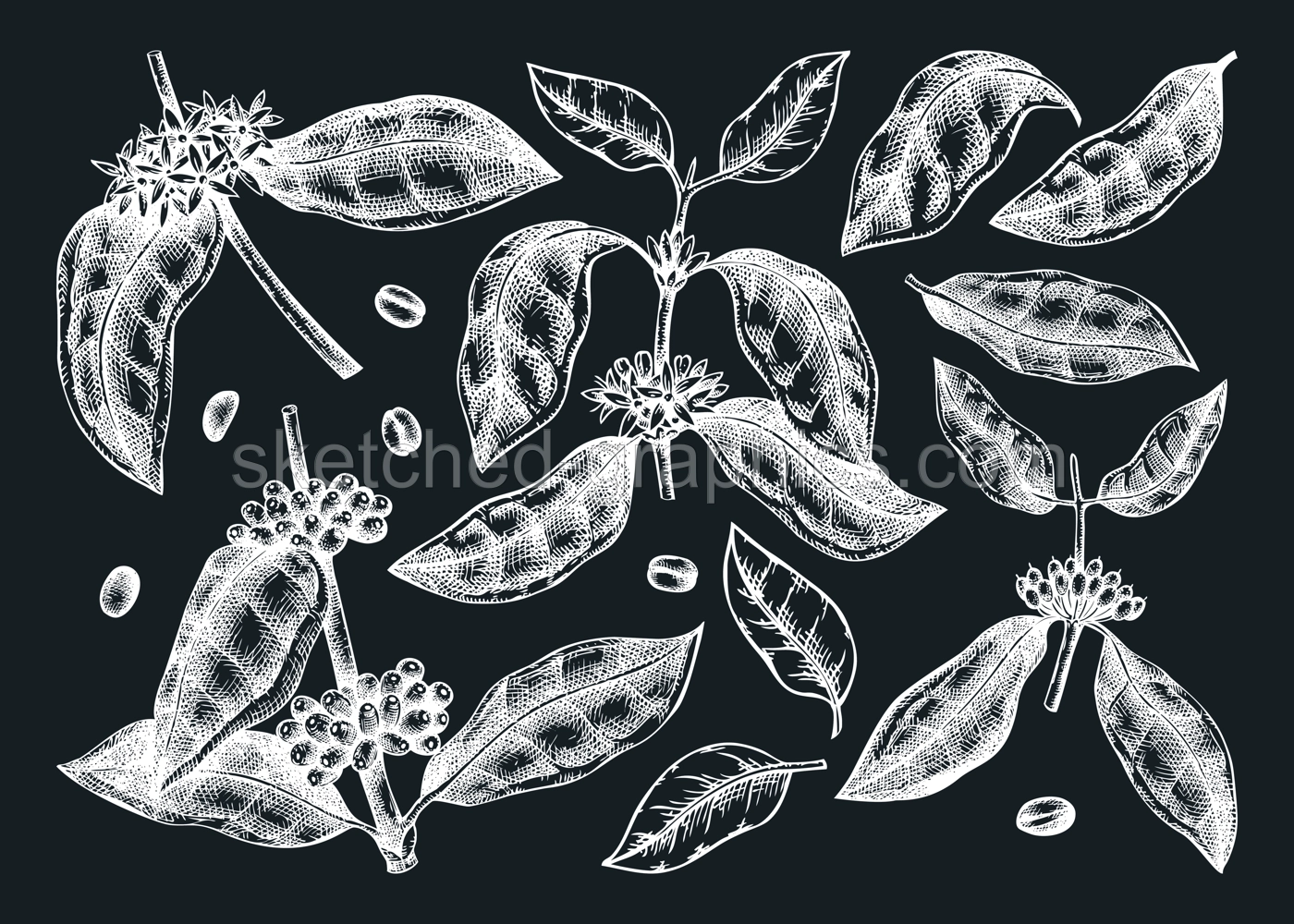 Hand sketched coffee plants, beans, leaves, and flowers illustrations bundle. Botanical coffee elements on chalkboard. Hand-drawn coffee tree branches in engraved style. Drink ingredients set. Illustration